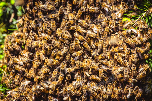 Preview: A swarm of European honey bees clinging to a bee queen on a bush