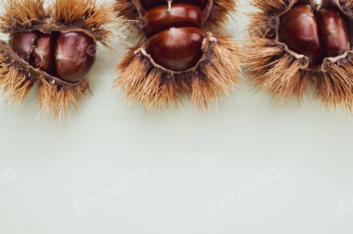 Preview: Closeup shot of sweet chestnuts in a shell on white background
