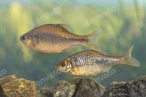 Preview: freshwater fish European bitterling natural environment