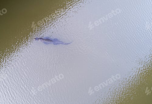 Preview: Aerial view of an American Alligator