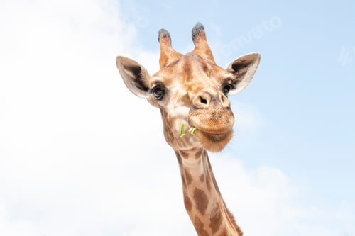 Preview: Giraffe is looking at camera on blue sky background.