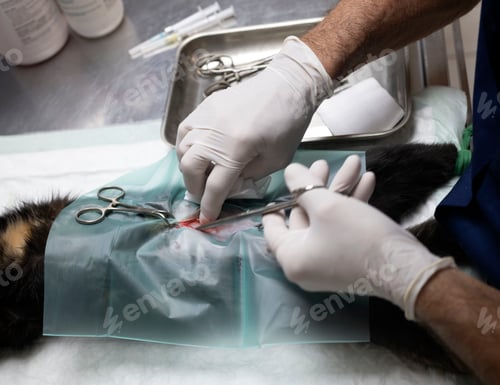 Preview: cat sterilization and vet