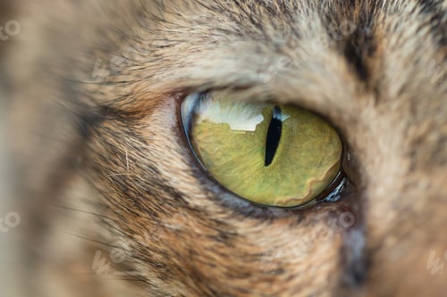Preview: Macro shooting of brown tabby cat eye with reflection.