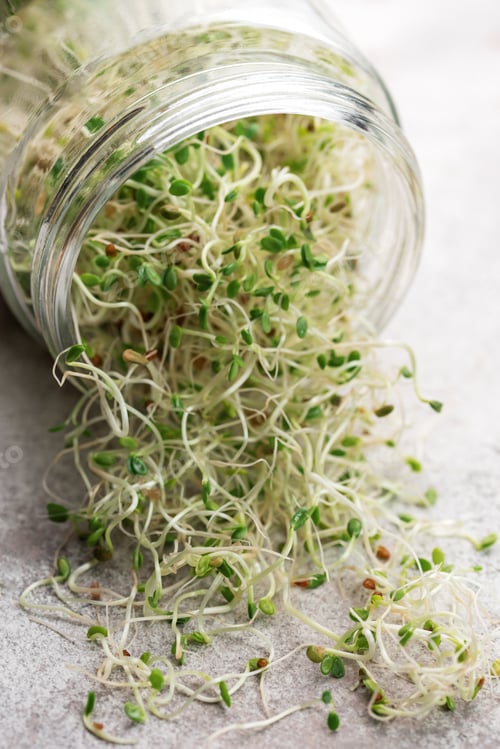 Preview: Microgreens grown in a jar.