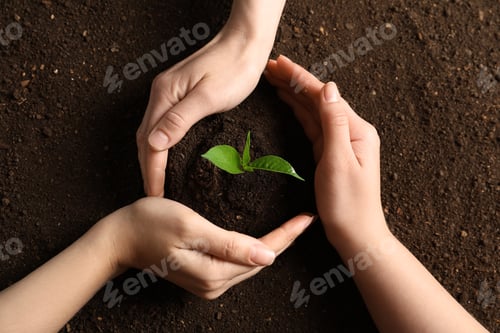 Preview: People protecting young seedling on soil, top view
