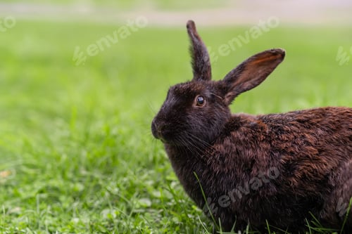 Preview: Rabbit with big ears walking in the garden on the lawn.