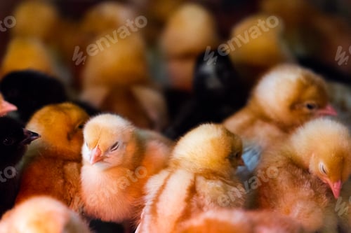 Preview: Bunches of chicks