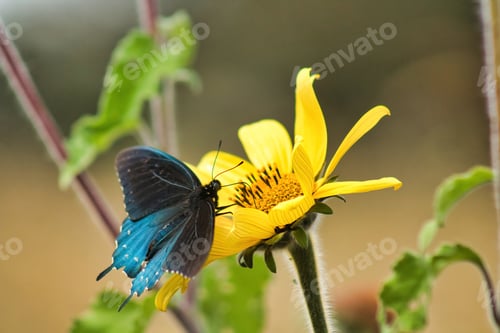 Preview: butterfly on yellow flower in the garden, closeup of photo