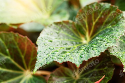 Preview: leaves in the rainy season
