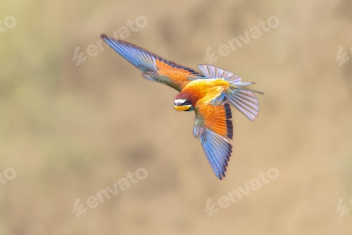 Preview: Bee Eater flying on blurred background