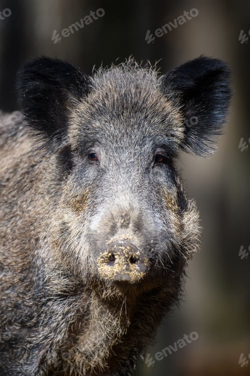 Preview: Portrait male Wild-boar in autumn forest