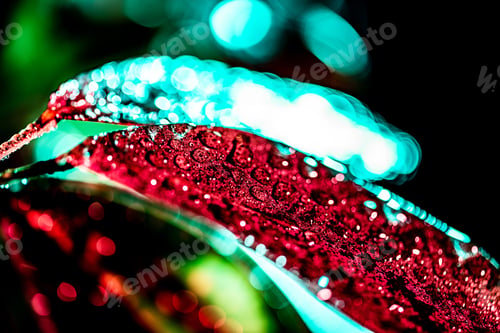Preview: close up of toned image with wet leaf, on black