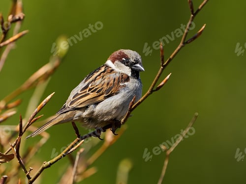 Preview: House sparrow (Passer domesticus)