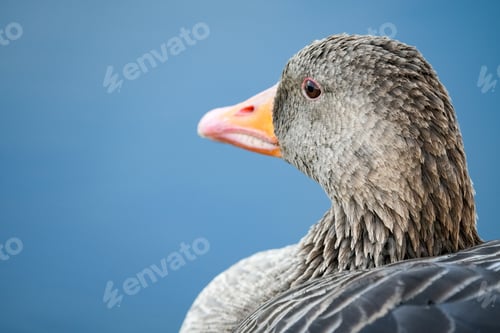 Preview: Closeup of the head of a Duck against blue background