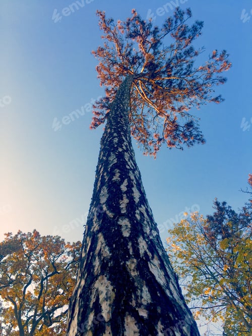 Preview: Looking up at a tall tree raising up to the sky