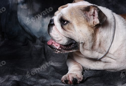 Preview: Portrait of a muscular looking bulldog