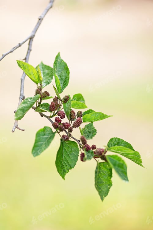 Preview: Ripe black and white mulberry berries on a branch