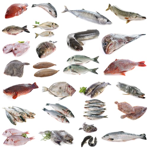 Preview: fish in studio