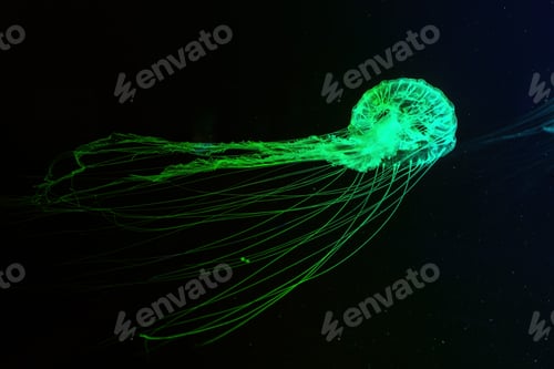 Preview: Atlantic Sea Nettle Jellyfish Swims In Illuminated Aquarium With Green Neon Lighting