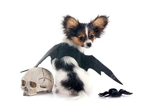 Preview: puppy papillon dog in studio