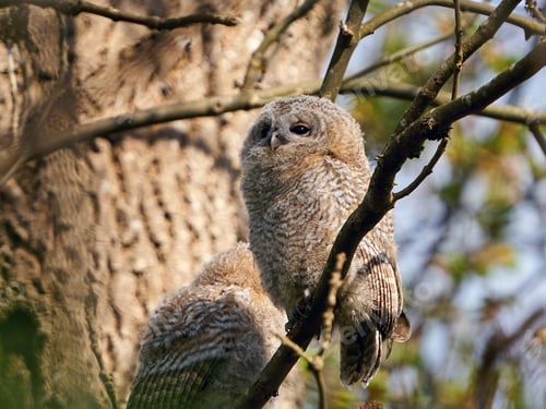 Preview: Tawny owl (Strix aluco)