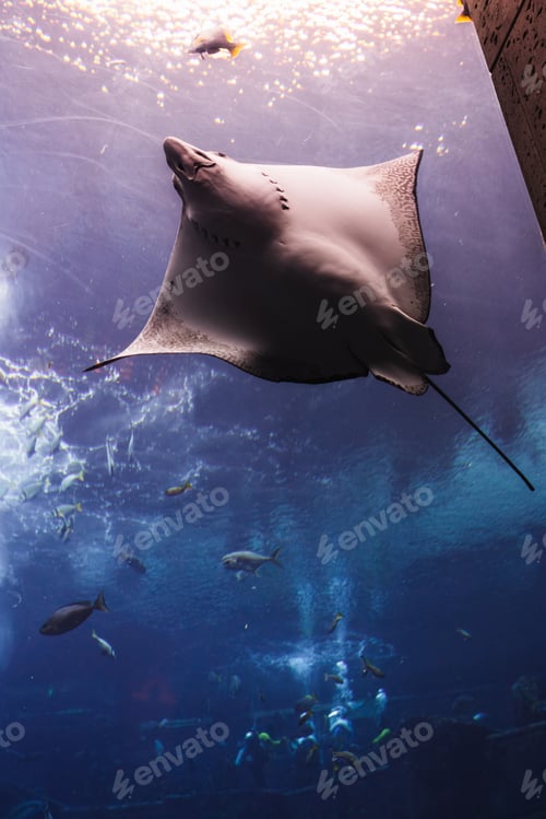 Preview: Various fish in large aquarium