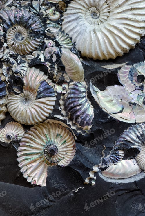 Preview: Fossilized seashells in a black stone