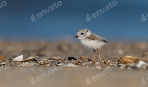 Preview: Portrait of a Piping Plover