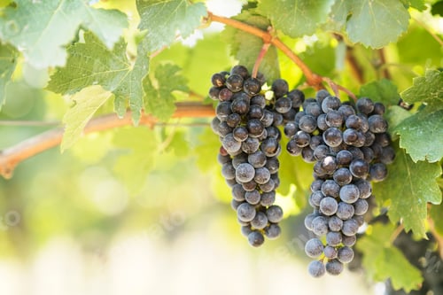 Preview: Closeup of blue grapes in vineyard with sunlight.