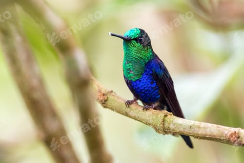Preview: Crowned woodnymph (Thalurania colombica). Male hummingbird hiding in the branches of the forest