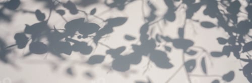 Preview: Shadow of foliage on white background. Overlay.