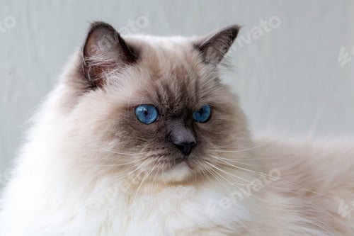 Preview: Cute pet ragdoll cat. Pet animal.