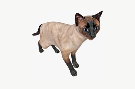 Preview: Siamese cat right profile, standing pose