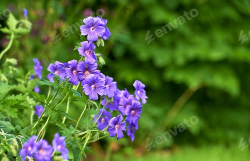 Preview: Blue Geranium