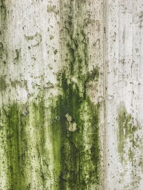 Preview: Mold causing green patches on wall
