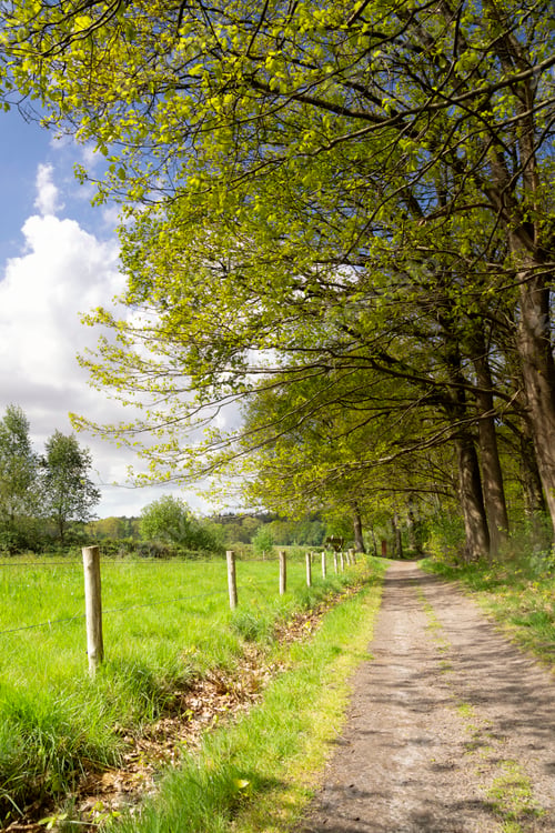 Preview: Path in the Pannenhoef nature reserve near Rijsbergen