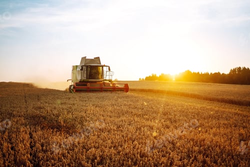 Preview: Modern industrial combine harvester harvests wheat cereals on a summer day. Rich harvest concept.