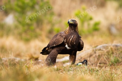 Preview: Dominant adult golden eagle inspecting environment with interested look