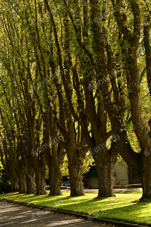Preview: Row of tall trees casting shadows on a sunny street lined with green grass