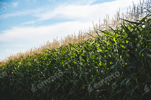 Preview: Closeup of a young maize plant in summer. Corn field