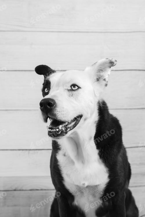 Preview: Portrait of a black and white dog