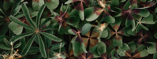 Preview: full frame image of bronze dutch clover covered by water drops background