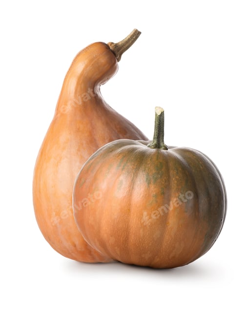 Preview: Two pumpkins on a white background in studio light