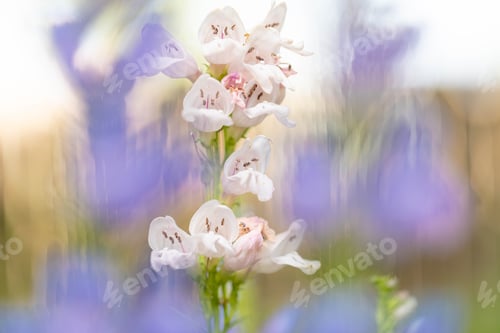 Preview: White flowers in a garden