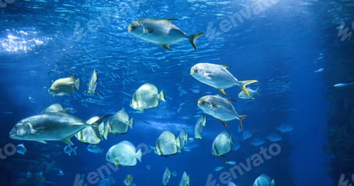 Preview: Picture of group of fish swimming underwater