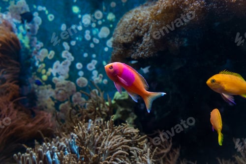 Preview: Underwater scene. Coral reef, fish groups in clear ocean water