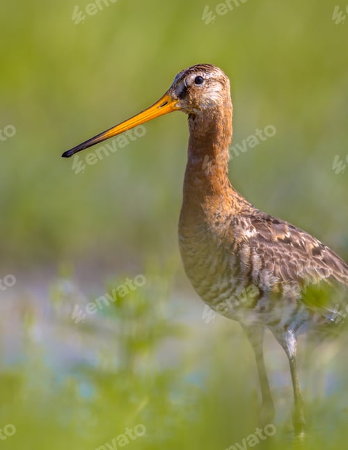 Preview: Black-tailed Godwit wader bird standing in water and looking in