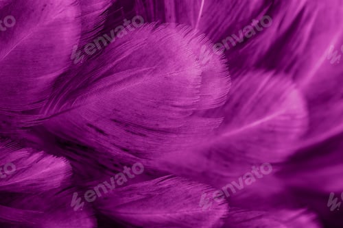 Preview: macro photo of violet hen feathers. background or textura
