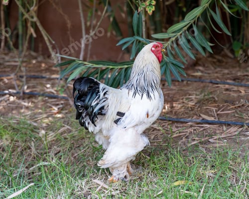 Preview: Closeup shot of a white and black Brahma chicken on a grass field