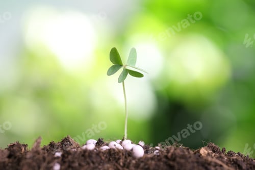 Preview: Growing plant and fertilizer on soil against blurred background. Gardening time